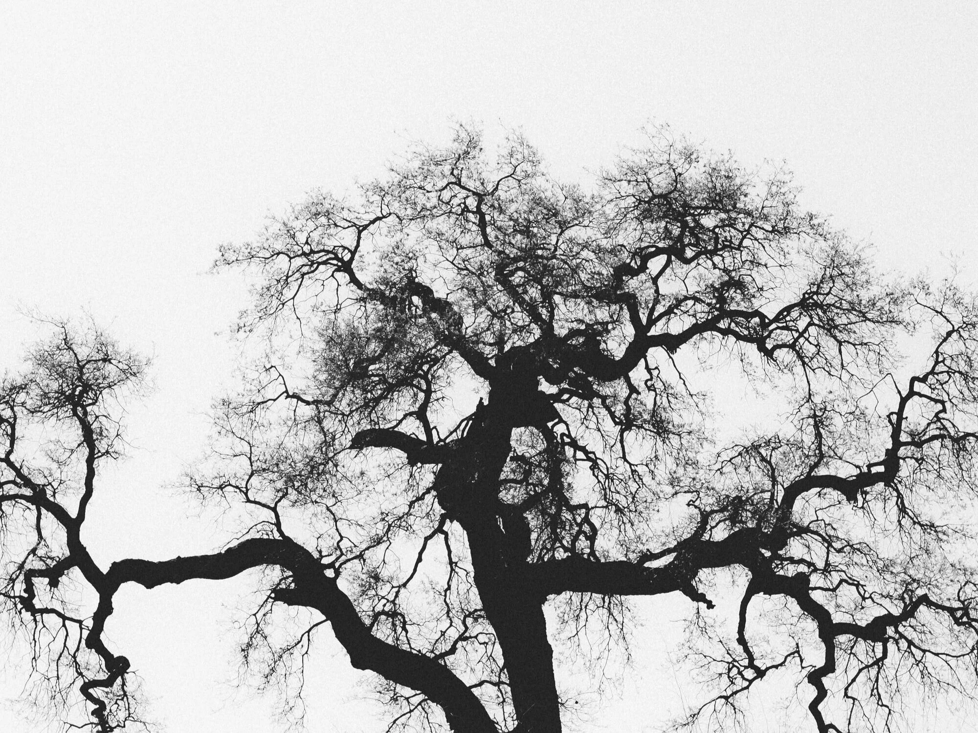 Lessons in Climate Strategies: Wisdom of the Oaks