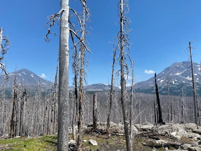 Forest, Forest, Burning Bright