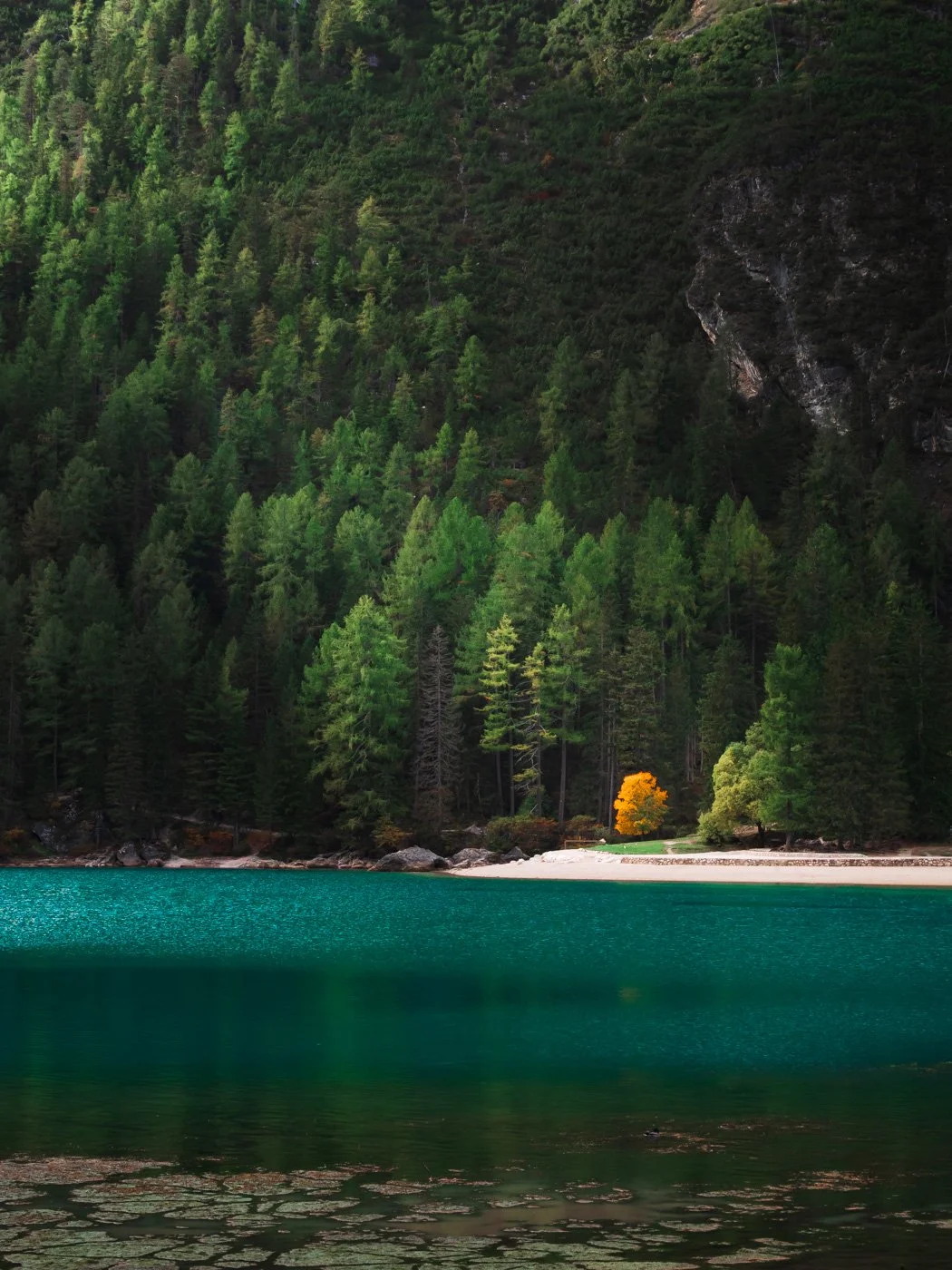   A lone little yellow tree  