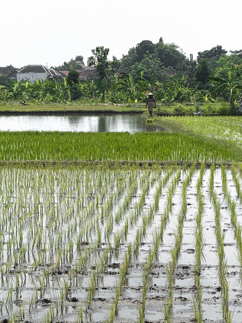   Traditional rice cultivation — spotted on the fly  