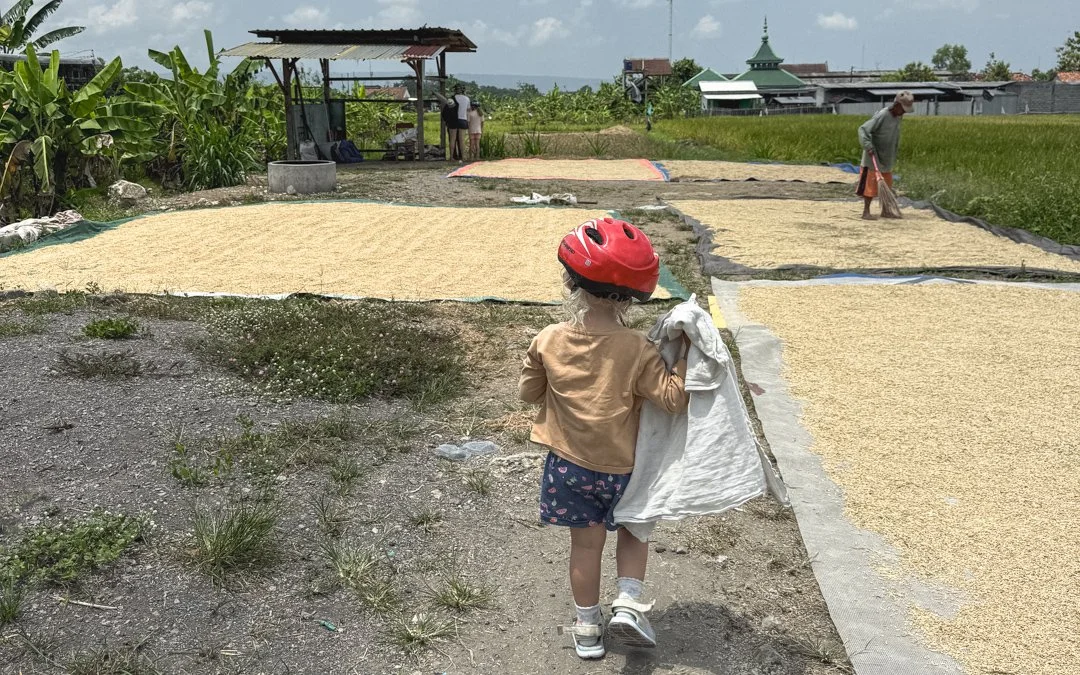   Traditional rice cultivation — viewed in detail  