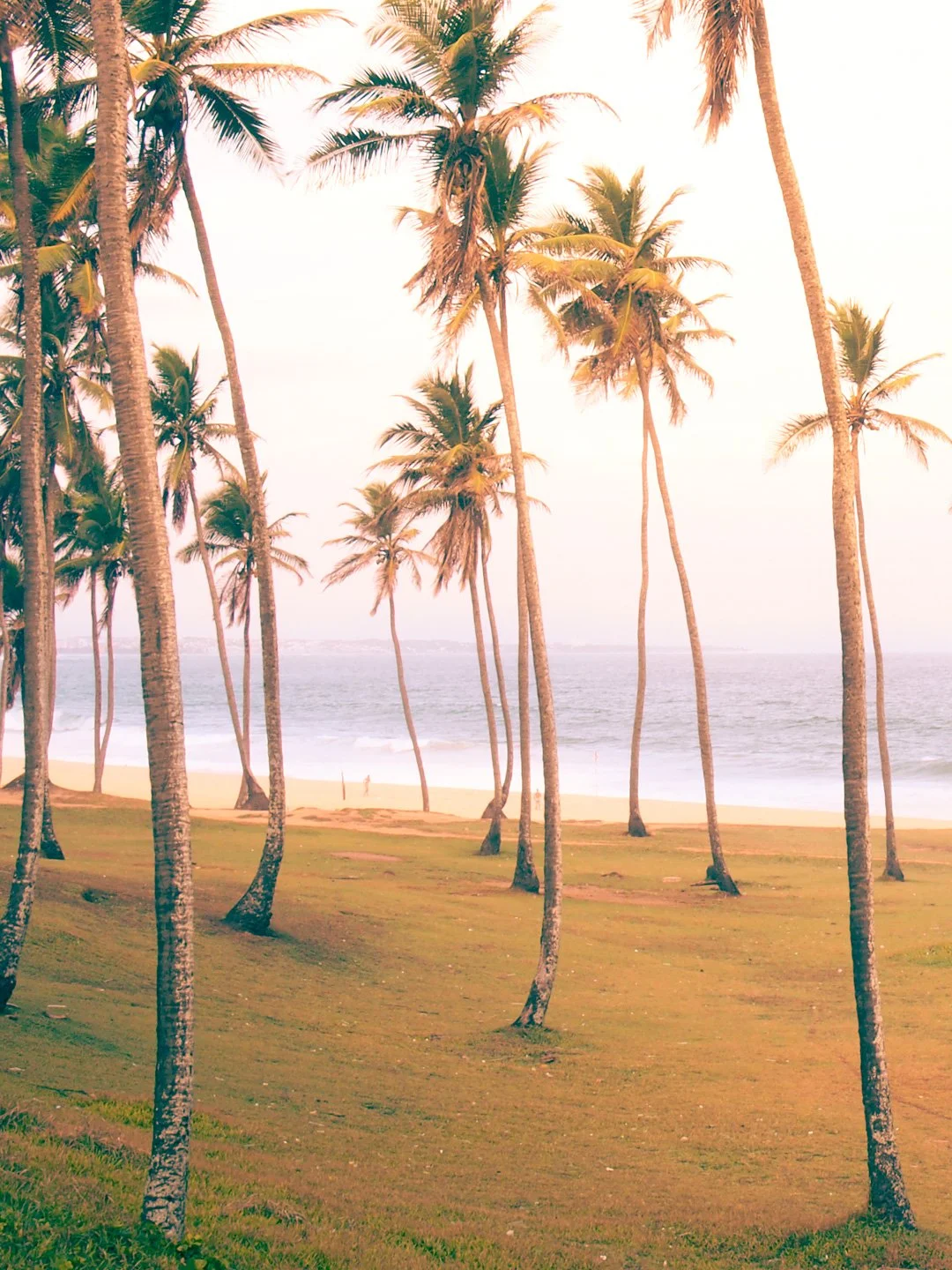   Palm trees and oceanside in Salvador - yes please  