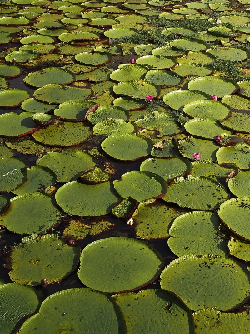   First signs of lush Amazonian vegetation  