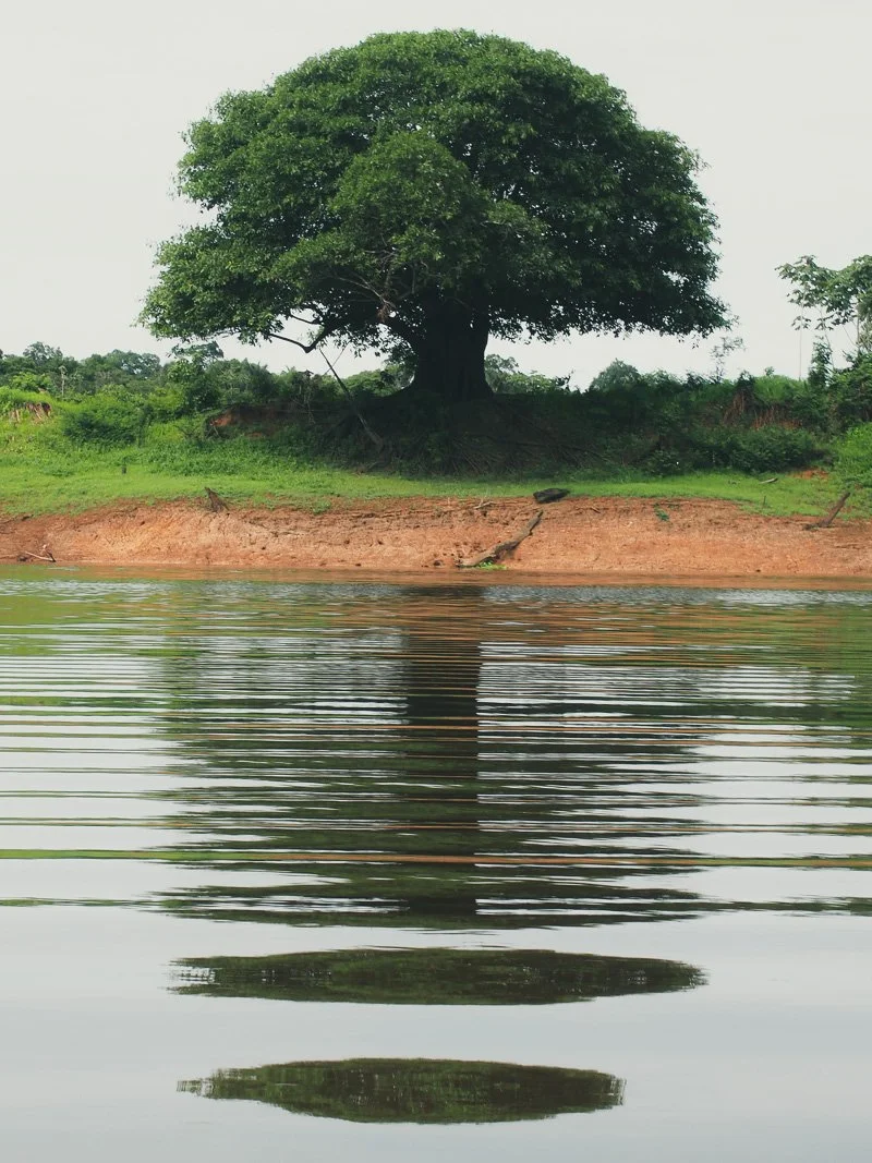   The diversity of Amazonian vegetation  
