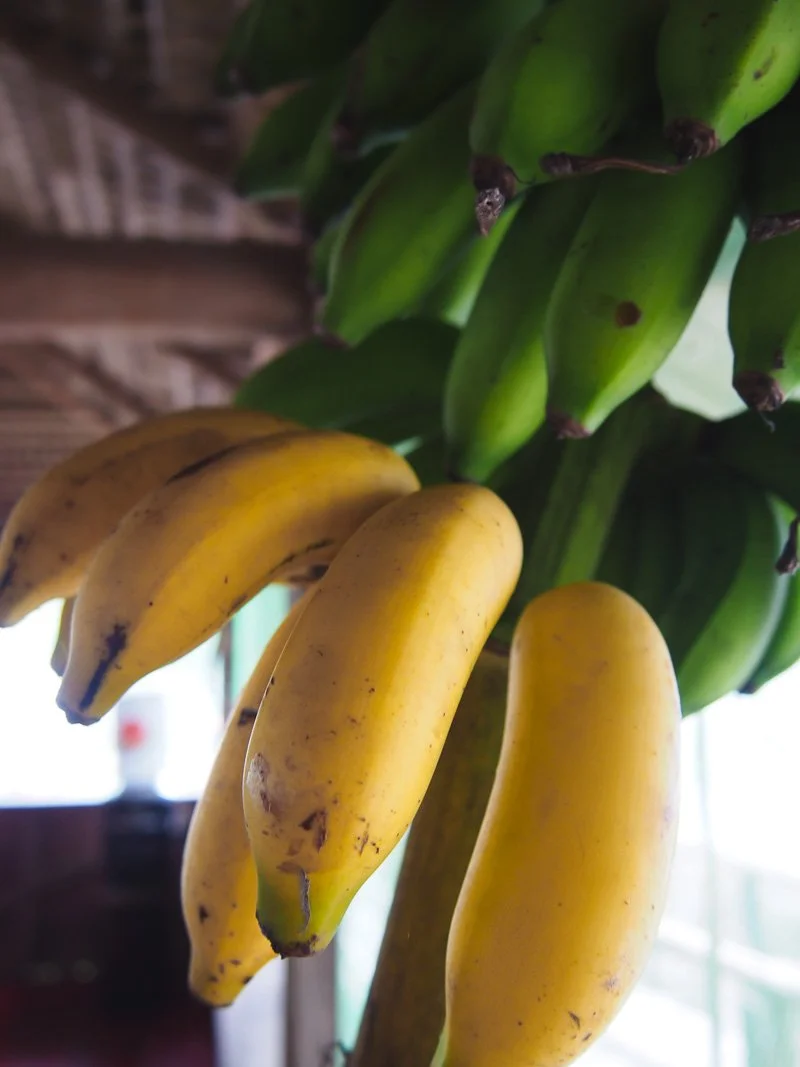   Today's breakfast - already yellow, tomorrow's breakfast - still green  