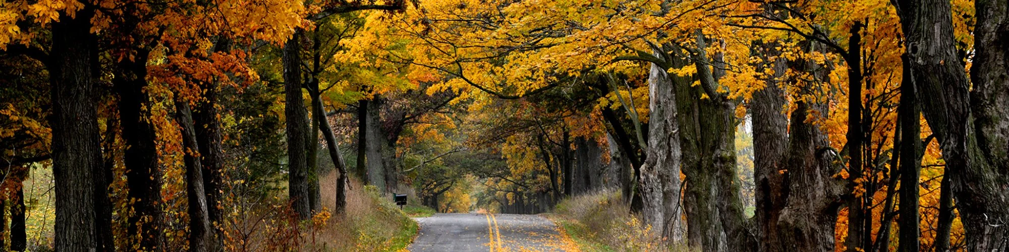 Michigan road with autumn leaves