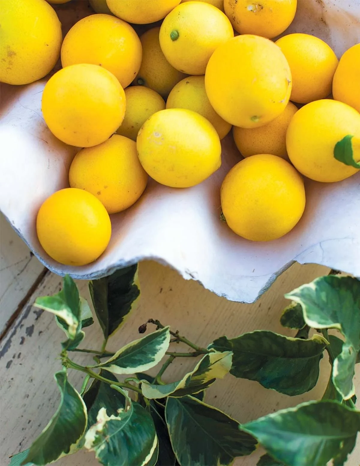 It's that time of year again! Our Holiday Menu starts on Monday and we're looking for local Meyer lemons! If you're lousy with lemons at home, please bring some by!
#neighborhoodlove #holidaymenu