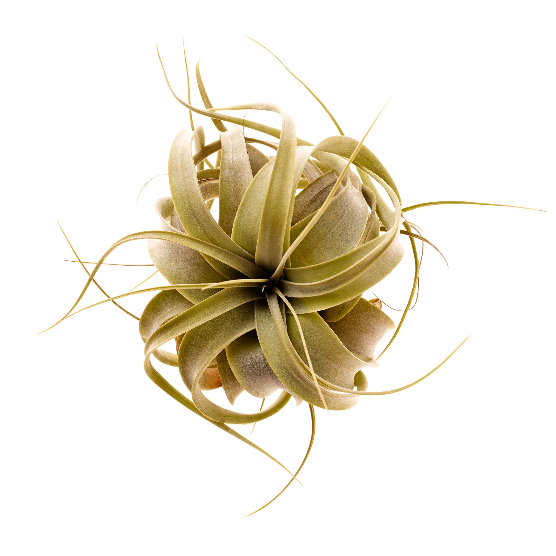 Bromeliad-32317_Thumb.jpg