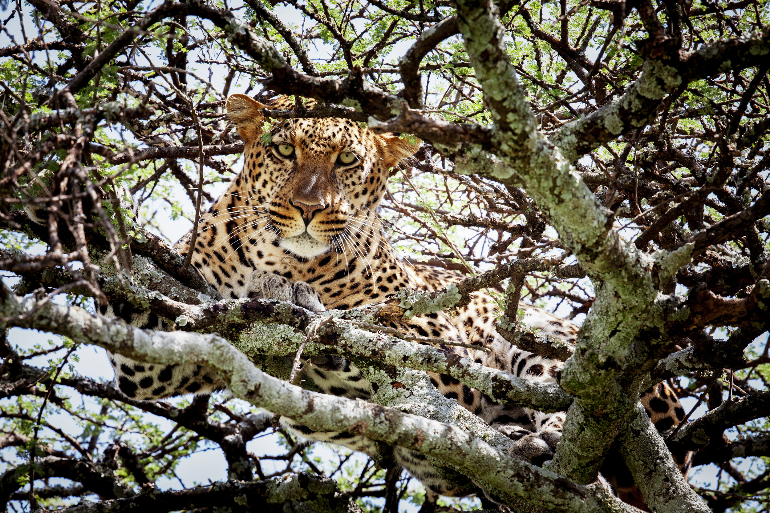 Leopard_AnimalTravelPhotography_AnnabelleBreakey.jpg