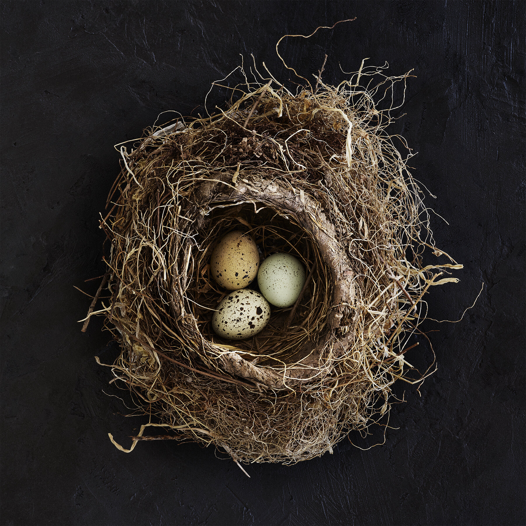 Nest_P(notfinal).jpg