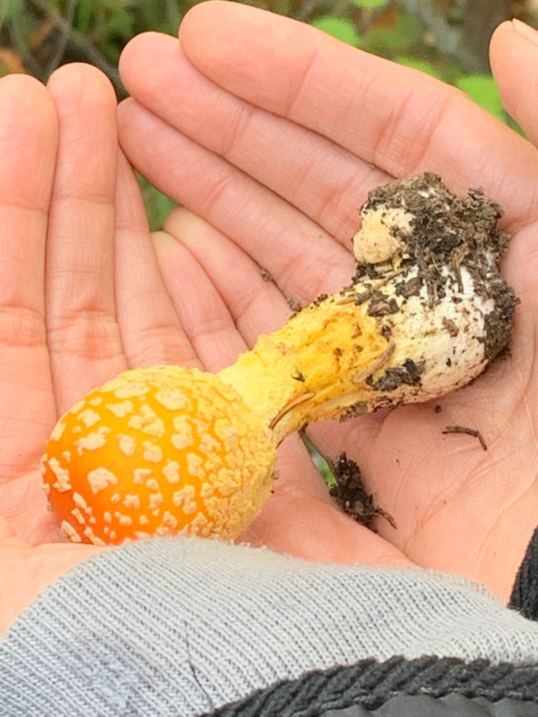  a cute mushroom pal in thunder bay 