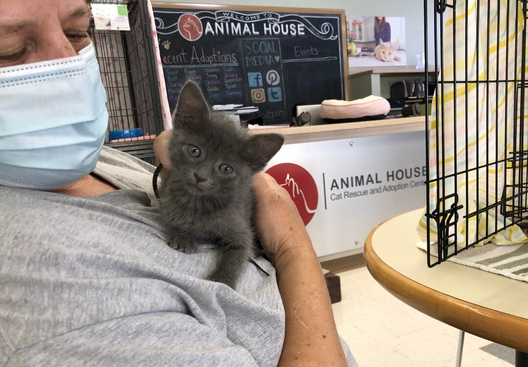 Cat Adoption Team Services - Home