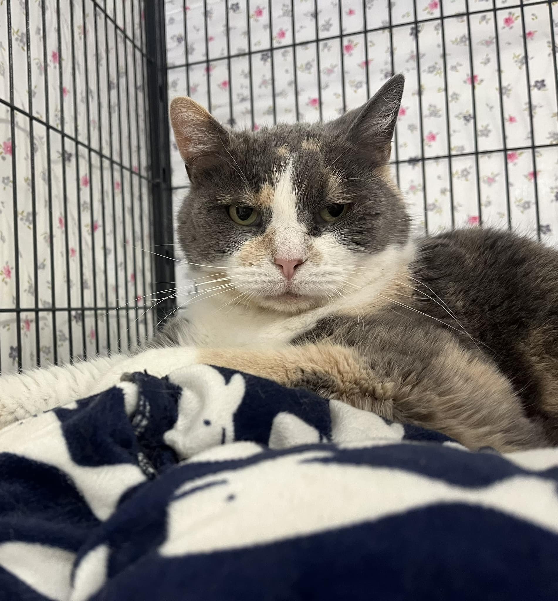 It&rsquo;s the moment we&rsquo;ve all been waiting for! Time to put the spotlight on a cat that, frankly, deserved to go first thank you very much. That&rsquo;s right, this sweet senior Sunday our Cat Of The Hour is&hellip;Hvala!

Hvala arrived at An