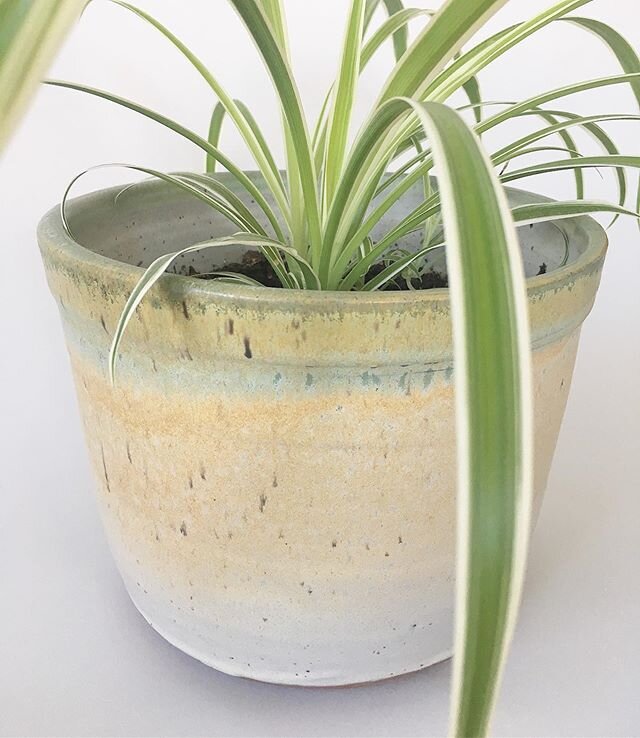 🌱Plant in style...pro pro style!
Been making planters of all shapes &amp; styles.  Whether inside or out they&rsquo;re a lovely addition to your decor.
.
.
.
#prosperopottery
#plants
#succulents 
#planttherapy 
#green
#canadianmade
#supportlocal 
#n