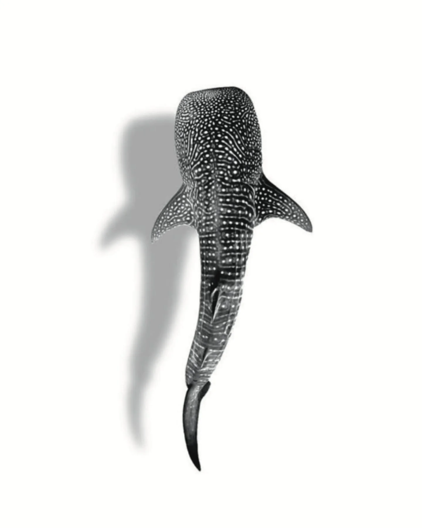 Whale shark flash available 4inches 100 plus tax. Small realism study available. 

#lunainkmississauga #mississaugatattooartists #cutetattoo #mississaugatattoostudio #femaletattooartist