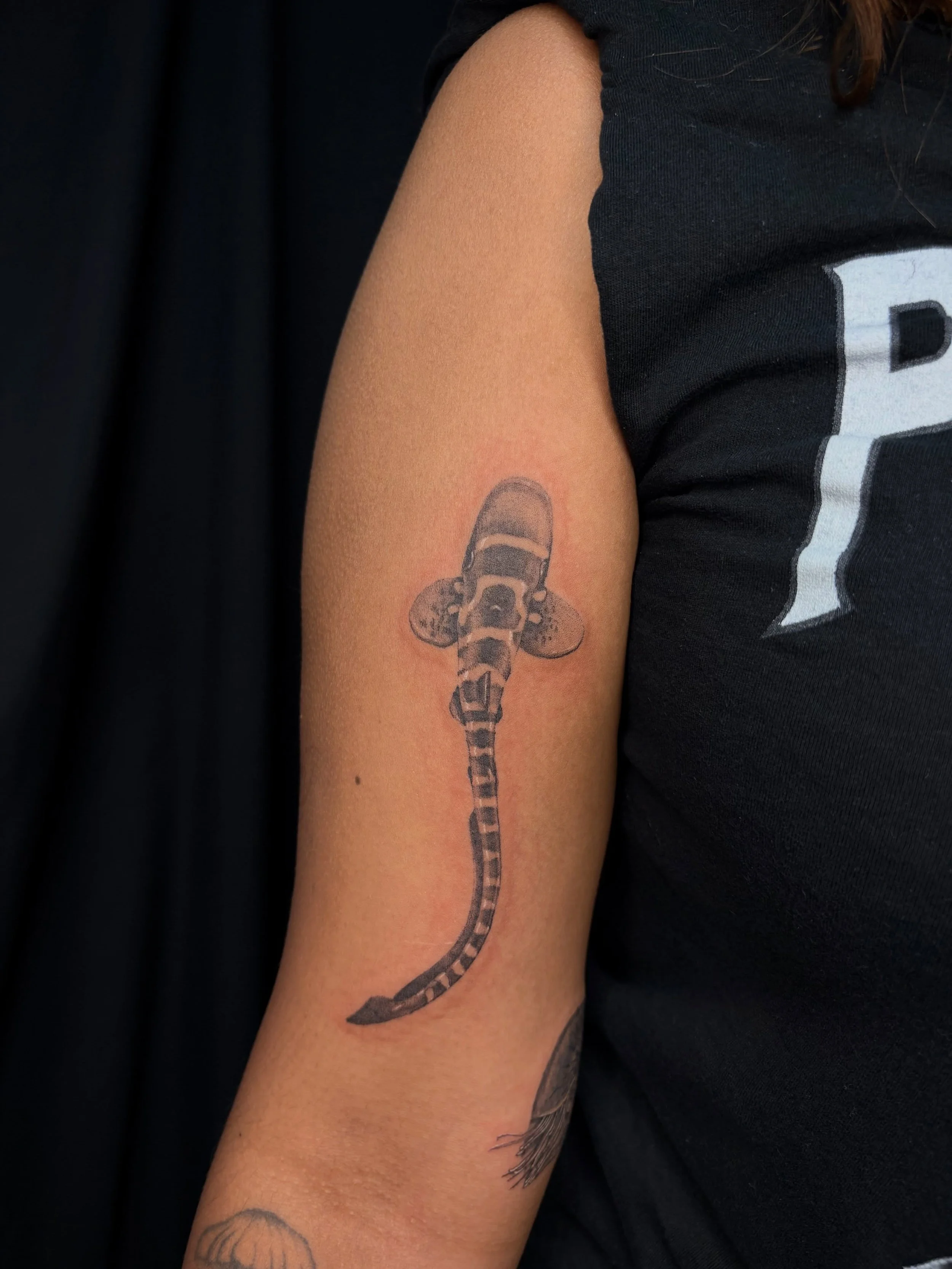 Baby Zebra Shark 🦈 

I&rsquo;d love to do more like this lil guy 🥹 

Currently booking August, September AND October!

Dm or fill out the jotform in my bio to book with me!

Your idea or mine!❤️&zwj;🔥

#zebrashark #sharktattoo #shark