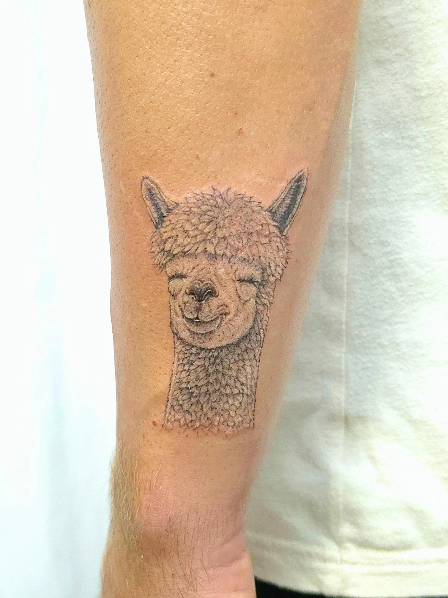 Look at that little face. 🦙🤎 A tiny alpaca portrait packed with texture and fluffy details while keeping everything delicate enough for the size. What a great way to symbolize your dog! That's right this is for his dog 😊

Fill out the Form in my b