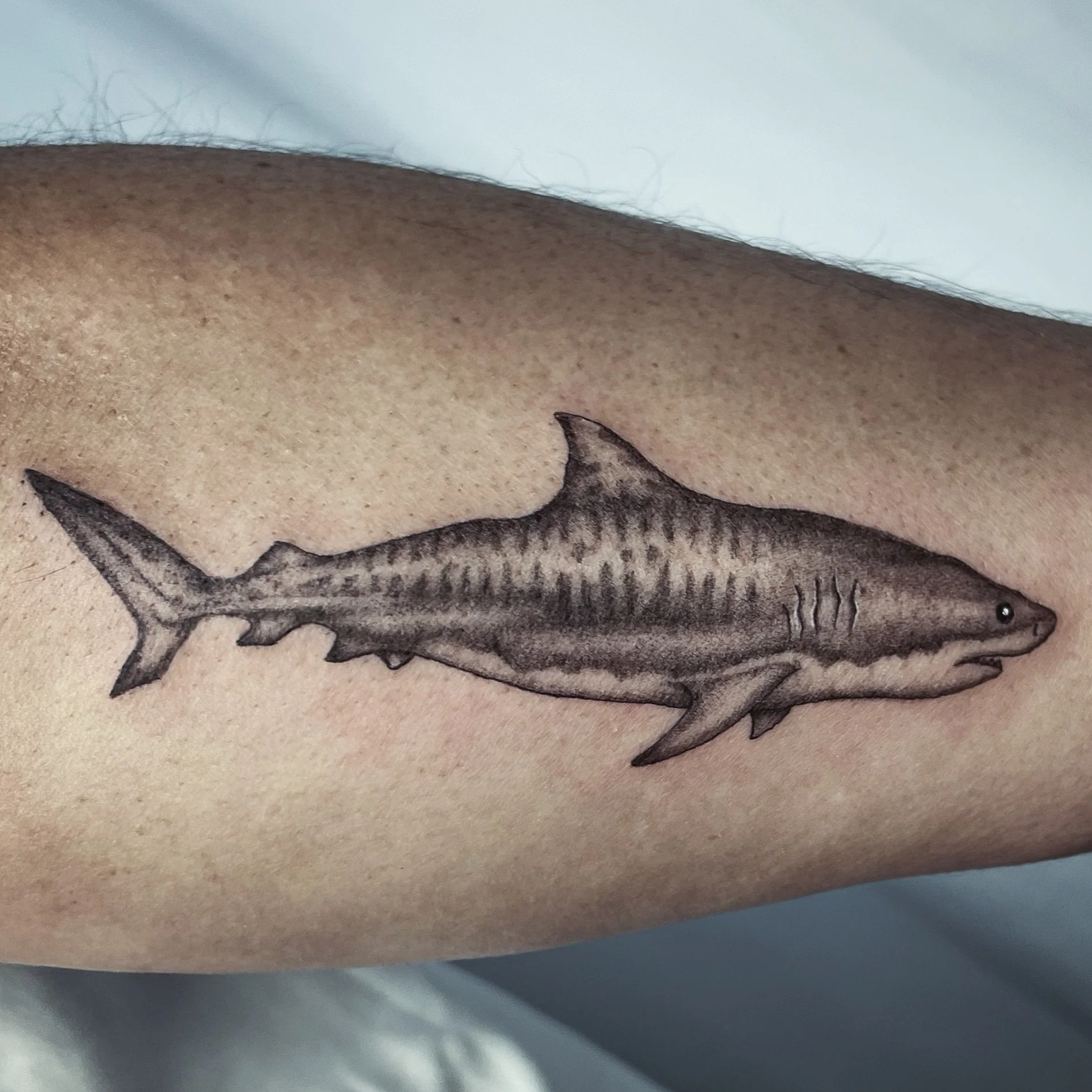 🦈 Tiger shark forearm piece
.
.
#tattoo #shark #ocean #tattooartist #animals