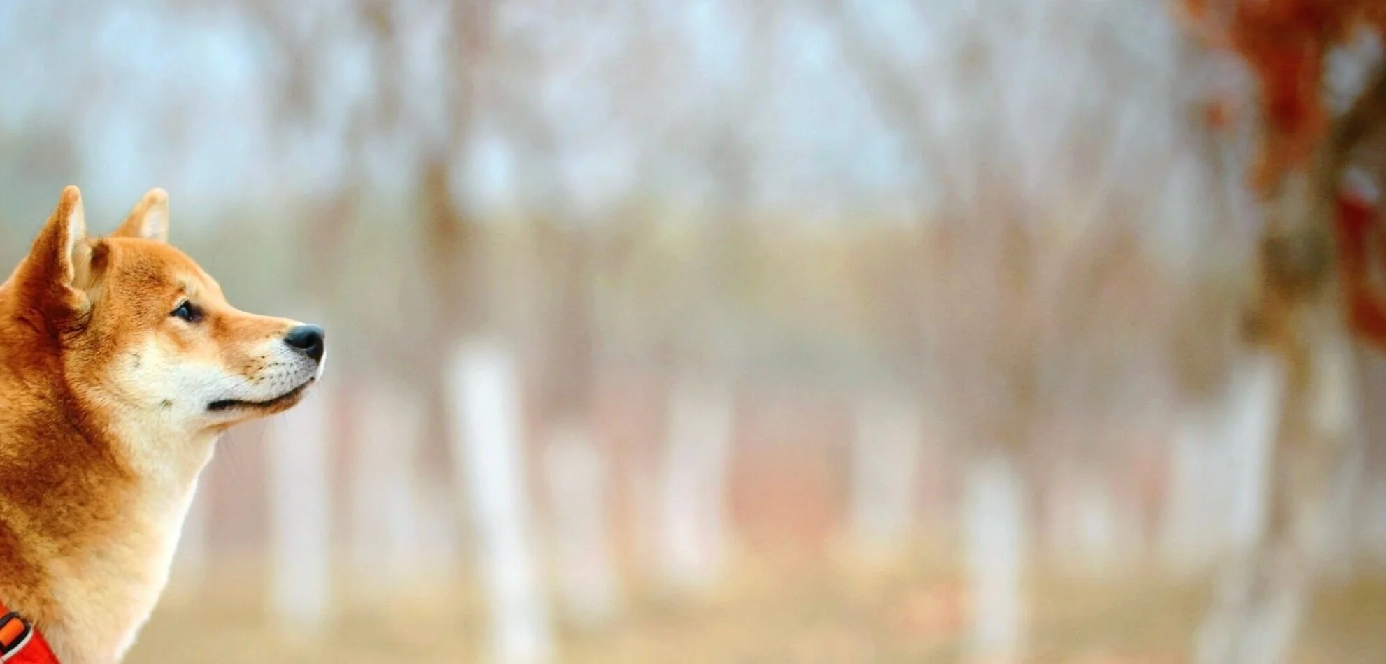 1 Rated Hidden Dog Fence Dog Fence Ontario