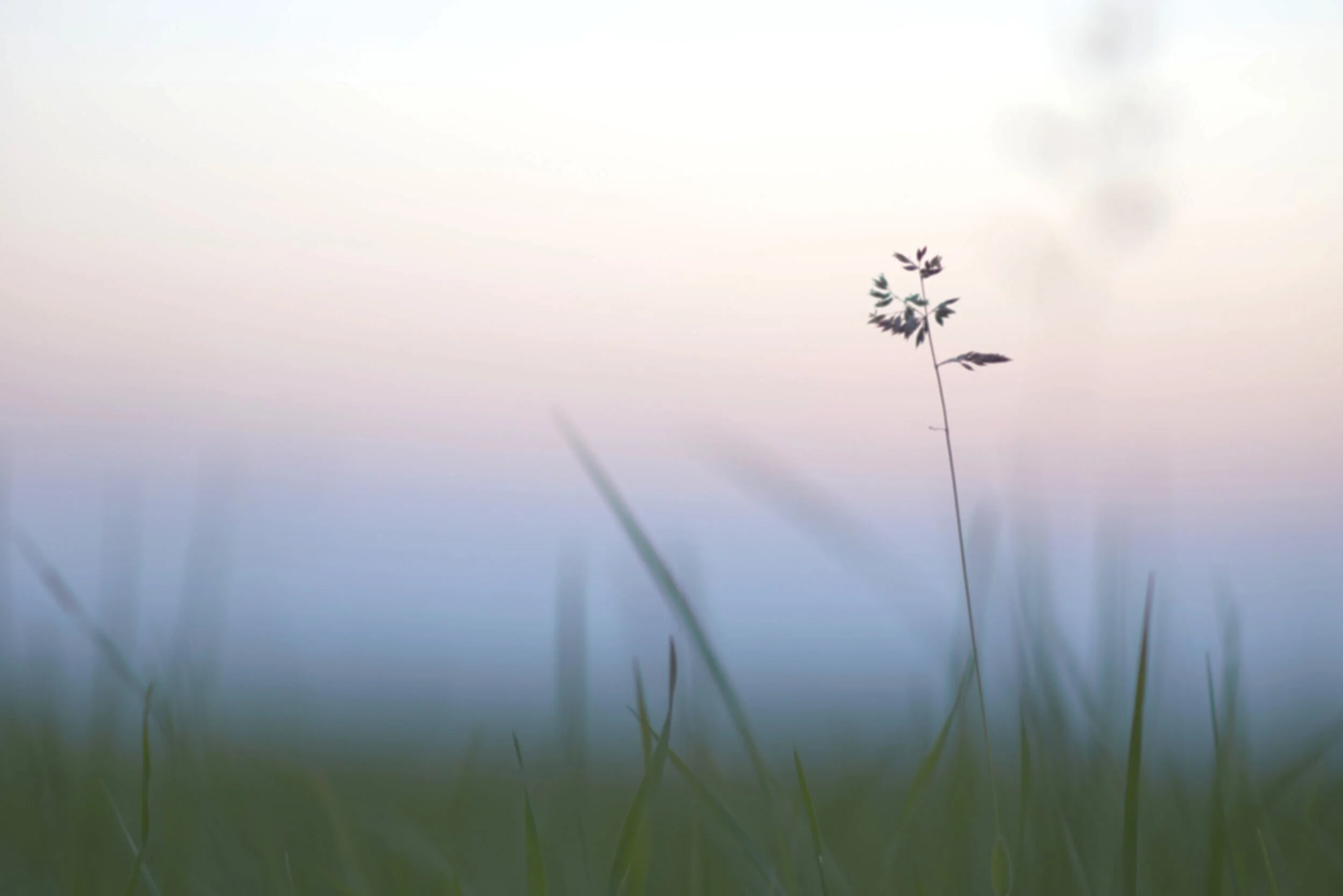 How Our Invisible Pet Fence Works Dog Fence Ontario