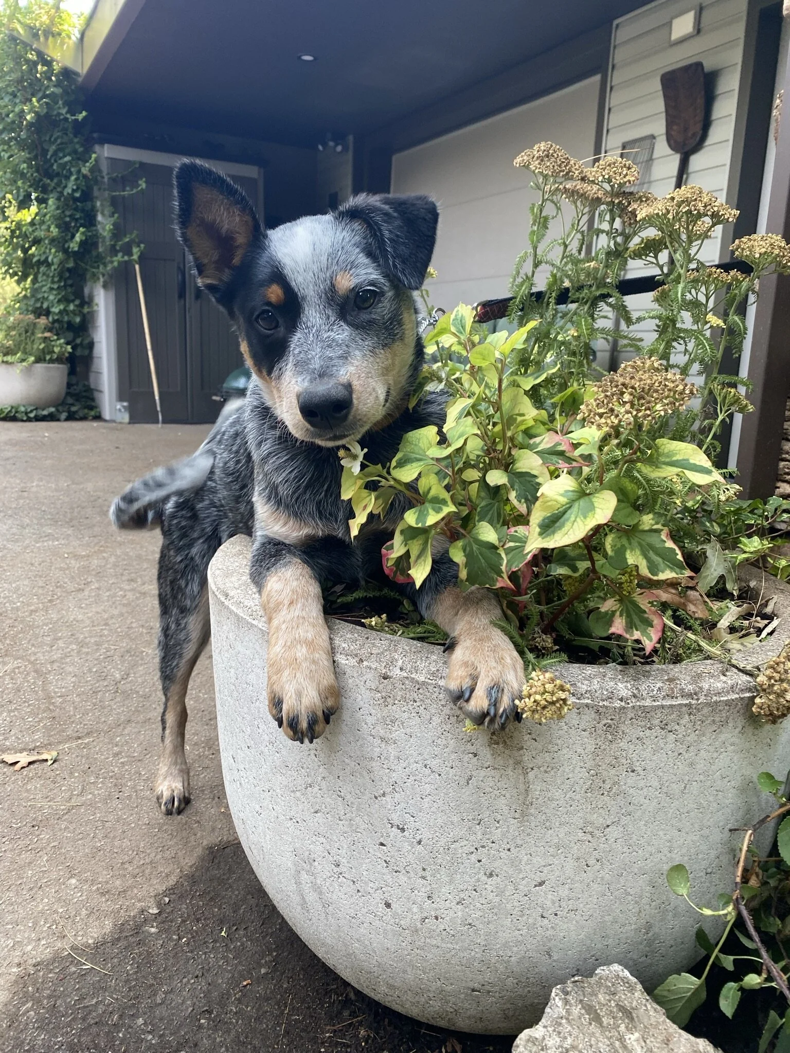 dog containment options