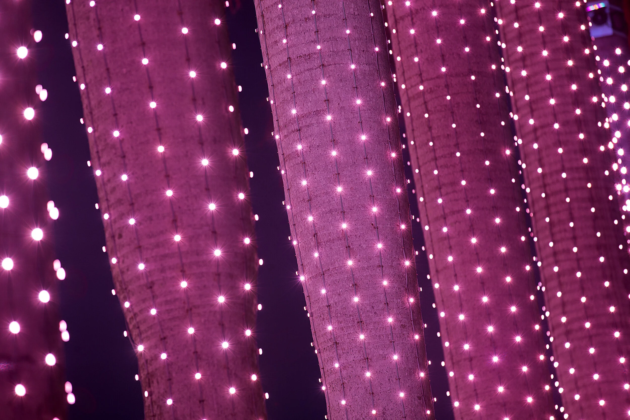 Jupiters Gold Coast's living art installation (close up).jpg