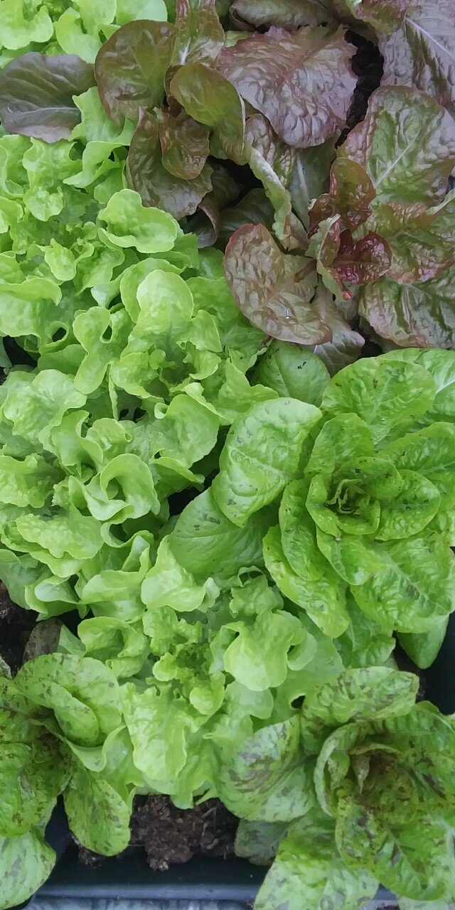 423_Garden_Lettuce.jpg