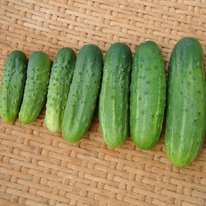 Cucumber: Addis Pickling