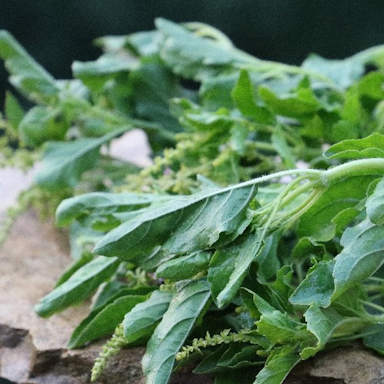 Basil Tulsi (Sacred)