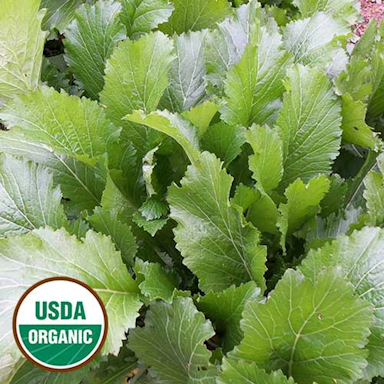 Greens- Byrd Mustard