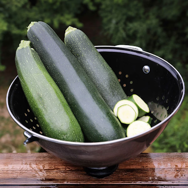 Zucchini- Black Beauty