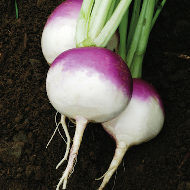 Turnip-Purple Top