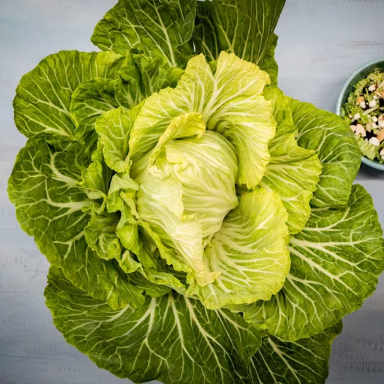 Kale- Portuguese Type- Tronchuda