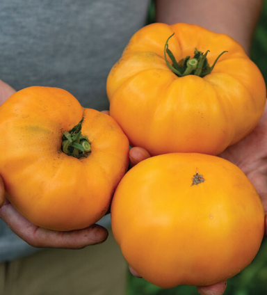 Tomato- Dr. Wyche's Yellow- Heirloom-Organic 