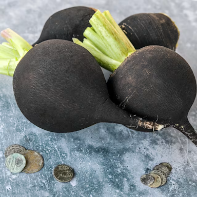 Radish- Round Black Spanish