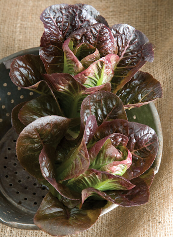 Lettuce- Mini Romaine type- Breen- organic