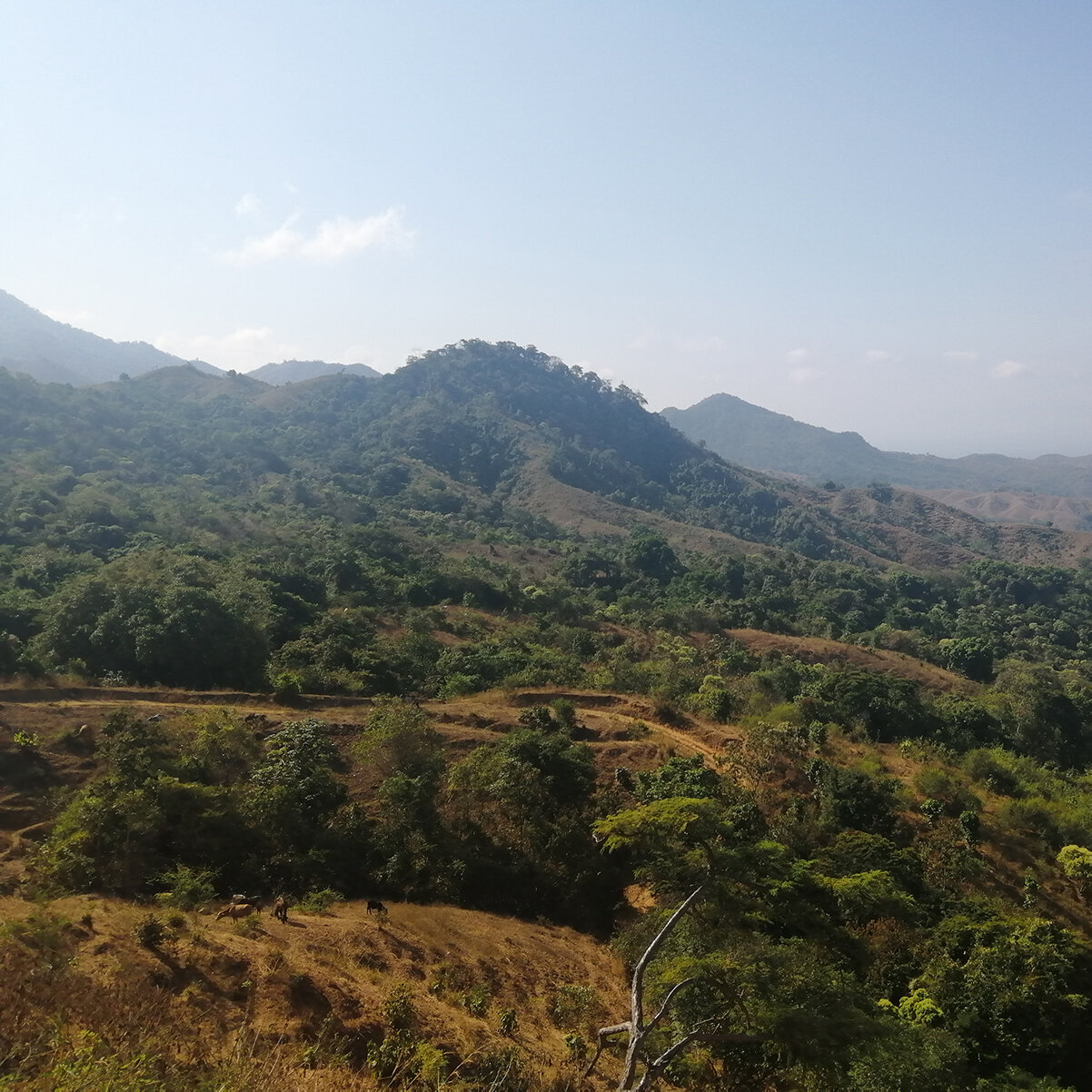  Looking across the watershed; important work ahead in regenerative ranching and reforestation that meets community economic needs. 