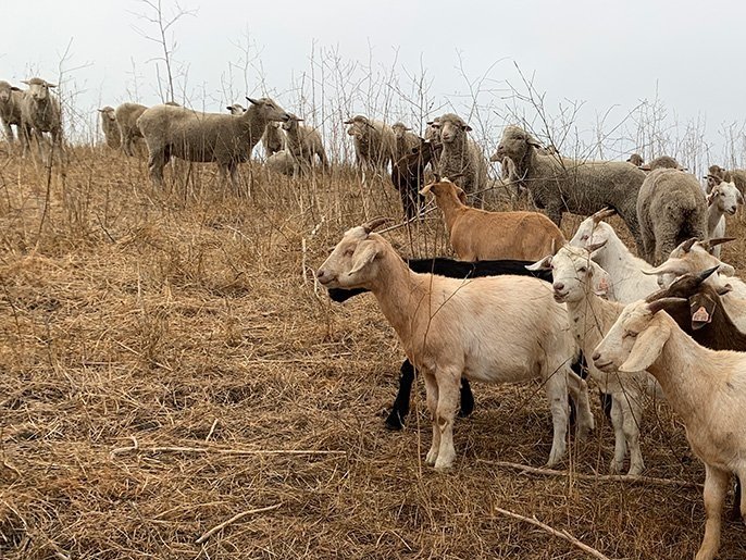 Herbivoría prescrita