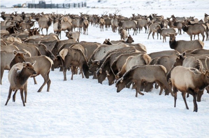 Ocupación de alces