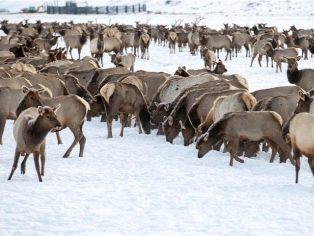 Ocupación de alces