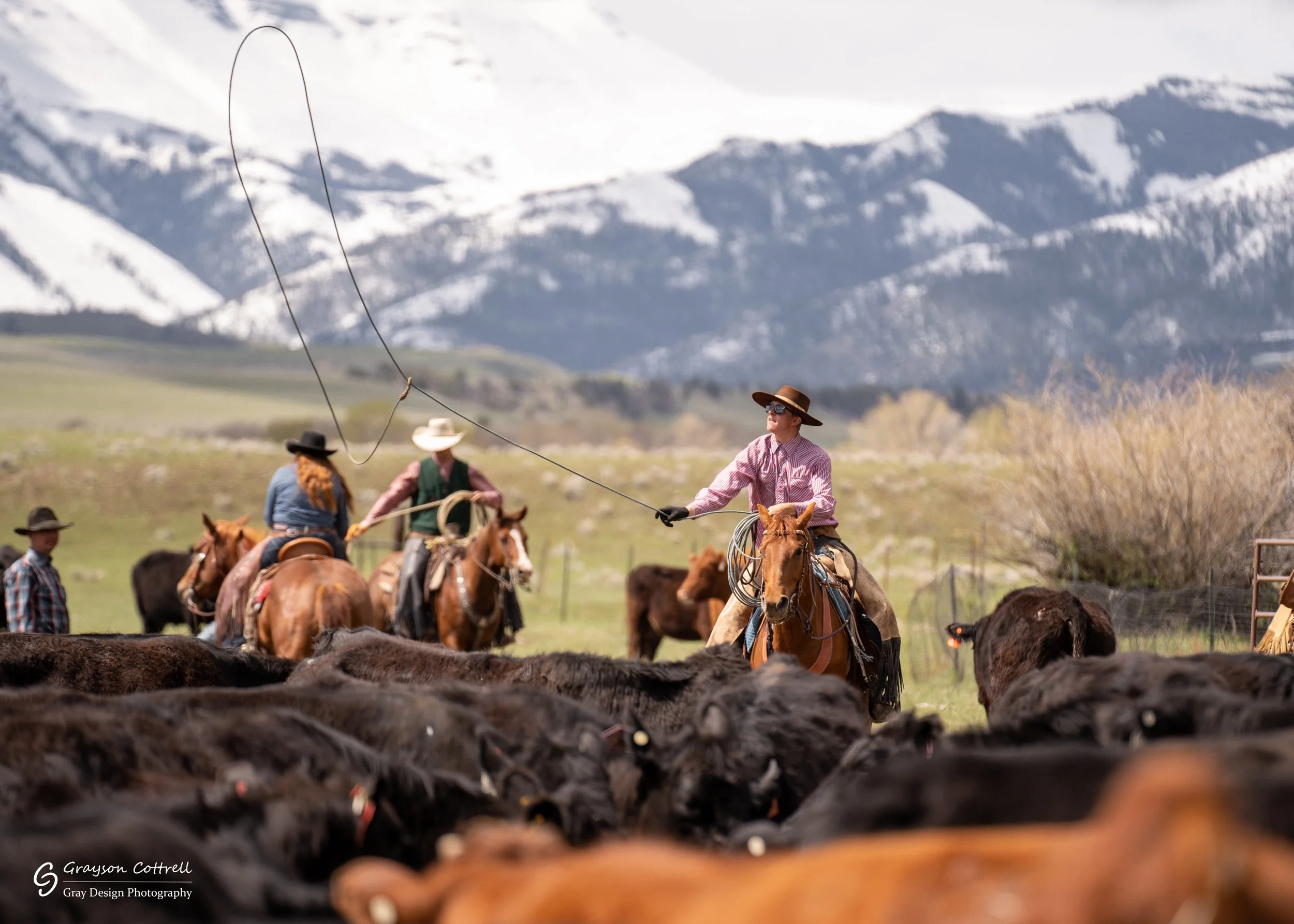 A rancher on horseback throws his lasso over his heard of cattle
