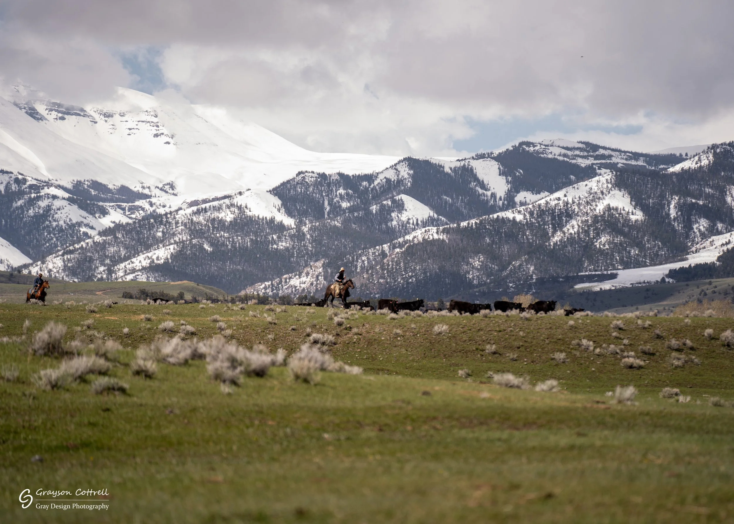 Ranchers on horseback herding their cows with the mountains in the back