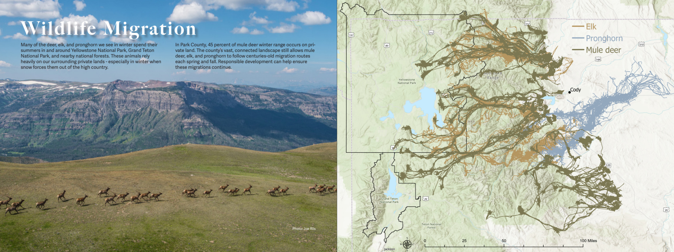 Wildlife Migration spread showing migratory routes of elk, pronghorn, and mule deer