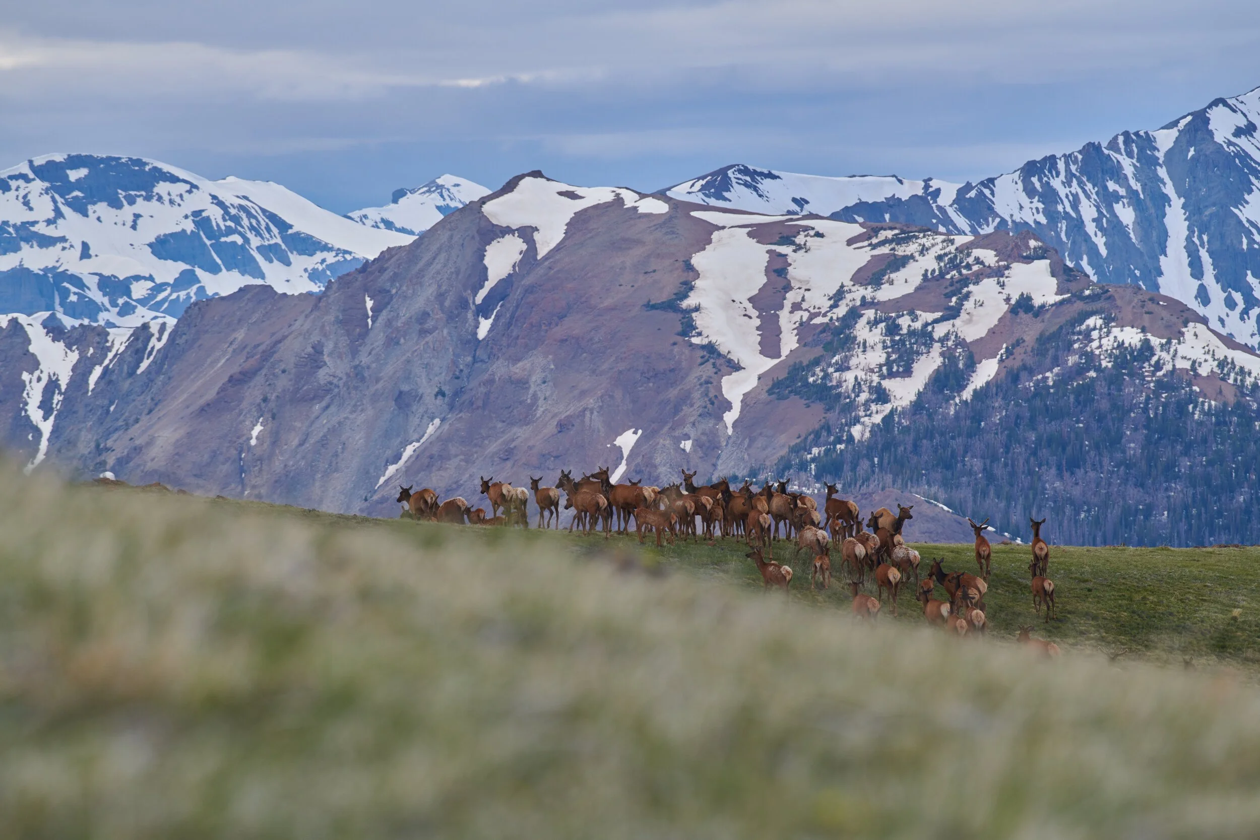A herd of elk roam the lands with the mountain range in the background