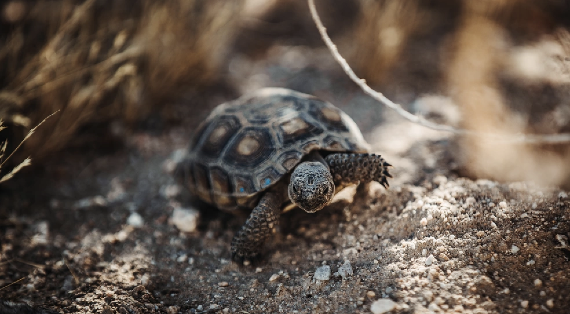 A desert tortoise walks through the terrain of the Tortoise Research and Captive Rearing Site