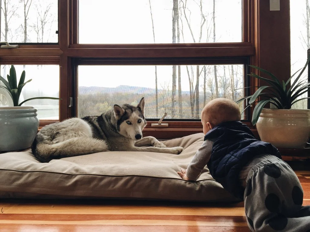 Jana Blankenship's seven-month-old son Caspian and her dog Vuka in her Vintage Modern Hudson Valley home with the Shawangunk Cliffs in the backdrop. Photo by Bea Rue.