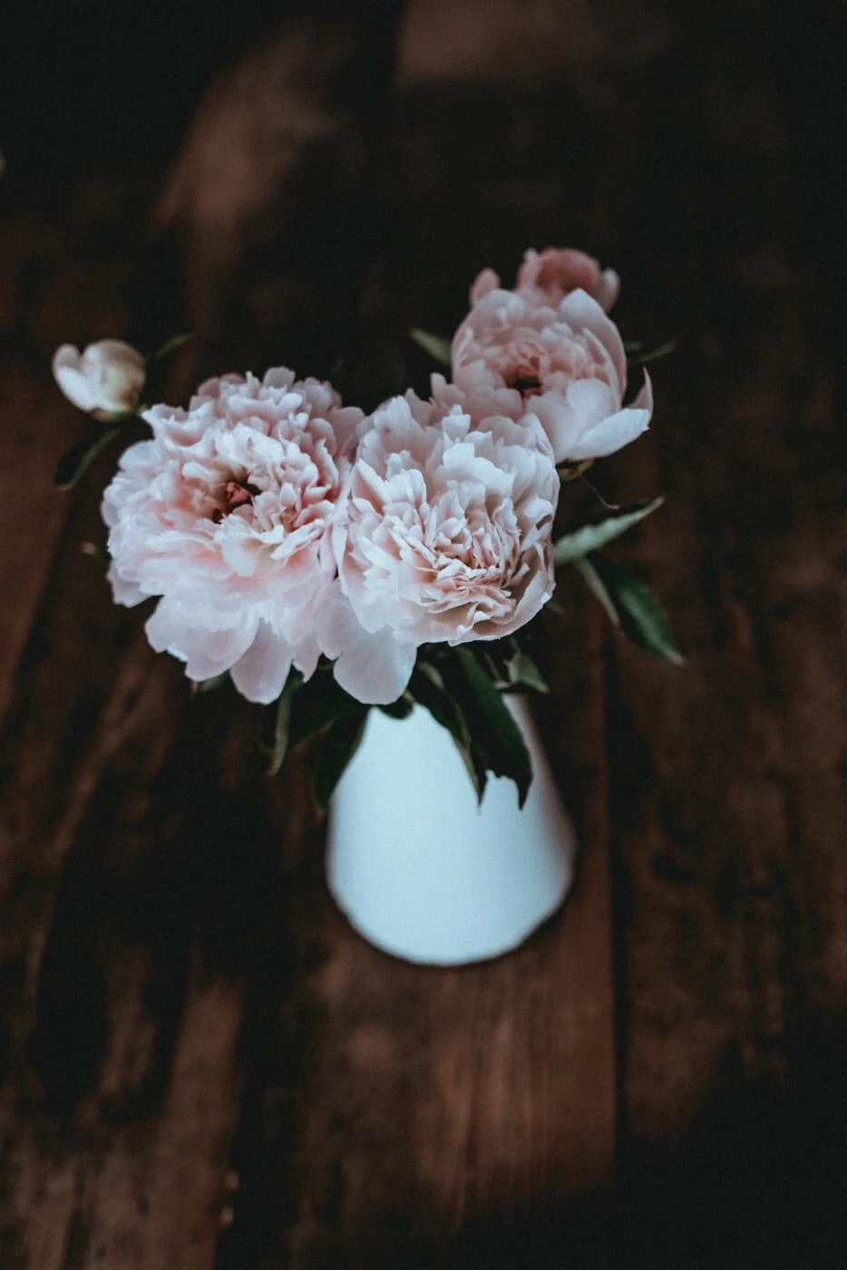 Ode to the Peony