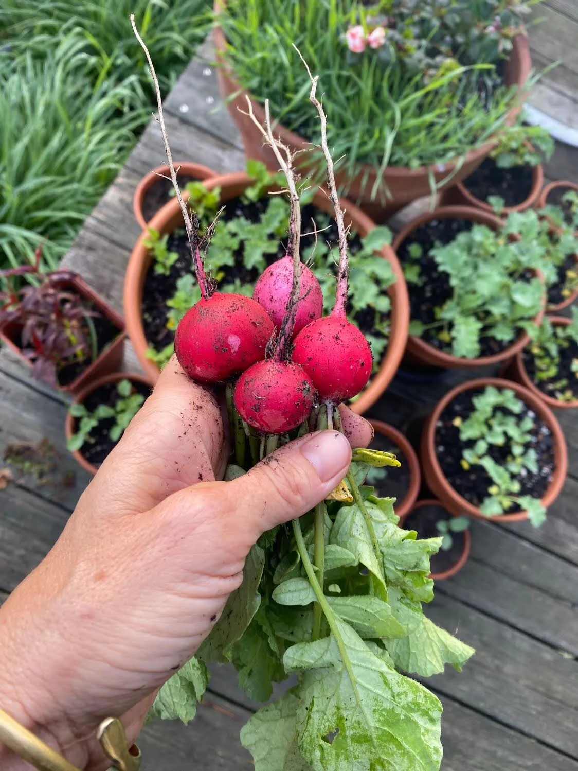 radishes.jpeg