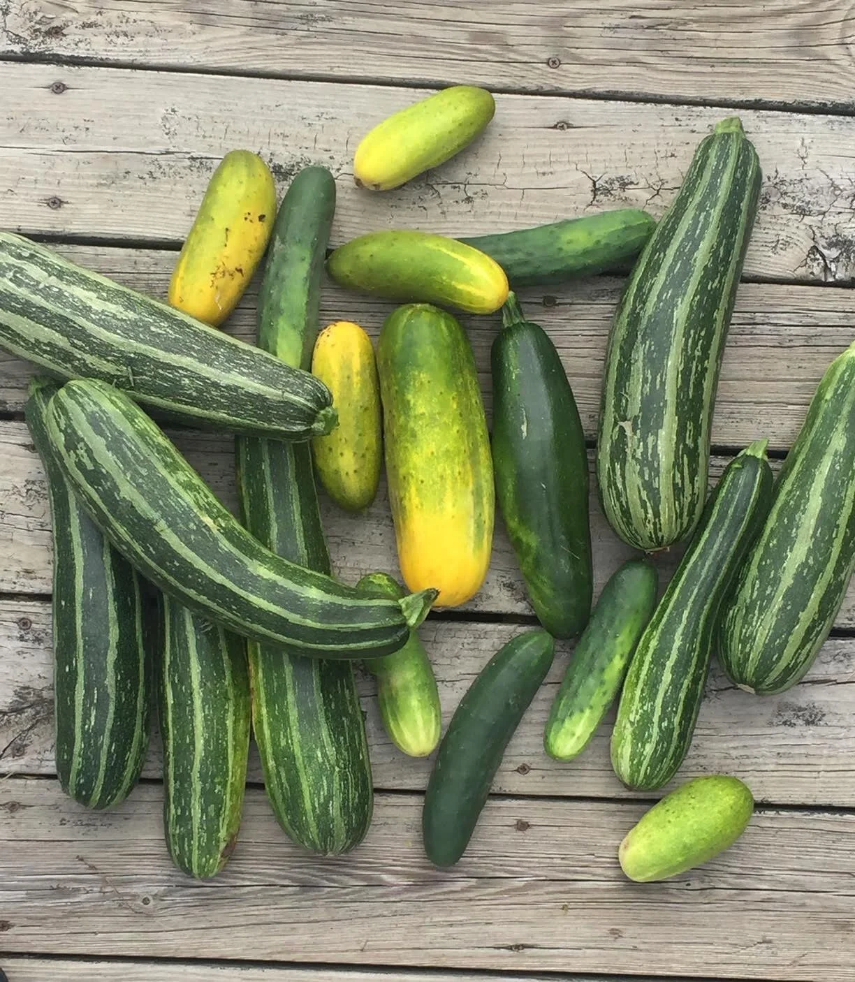 homegrown-cucumbers.jpeg