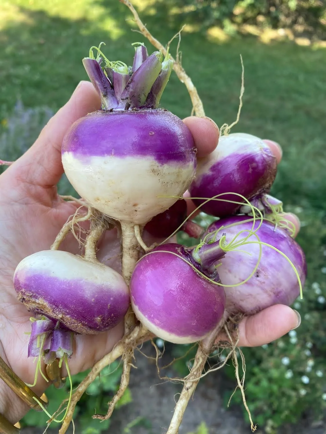 organic-turnips.jpeg